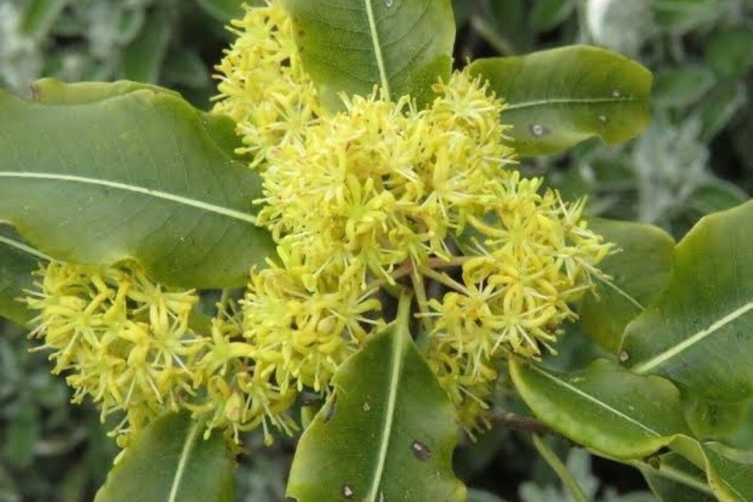 Pittosporum eugenioides Lemonwood (Tarata)