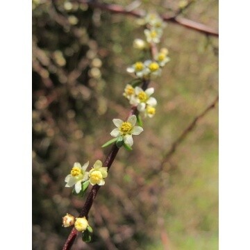 Saltmarsh Ribbonwood