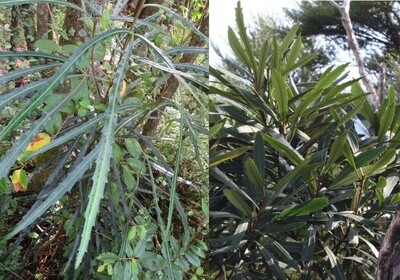 Lancewood