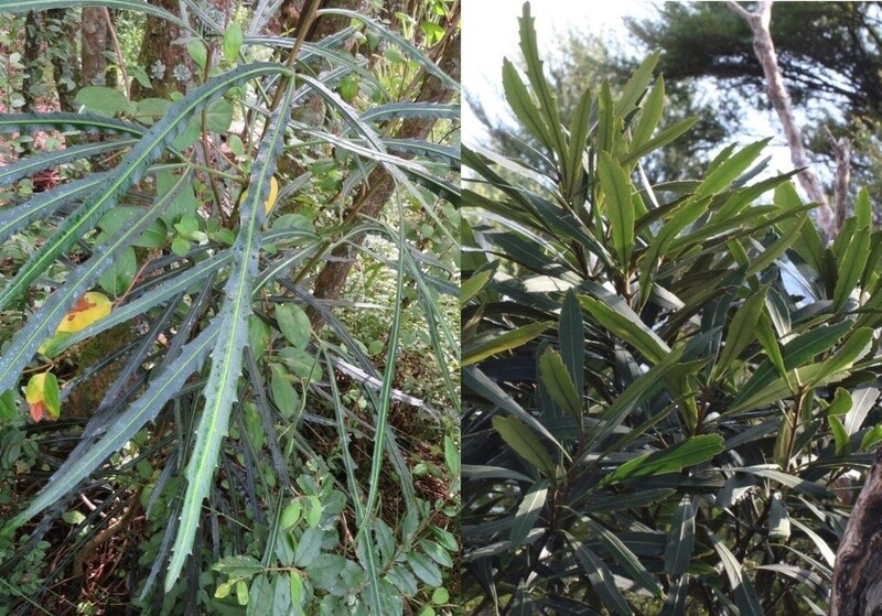 Lancewood