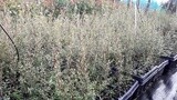 Manuka Leptospermum scoparium