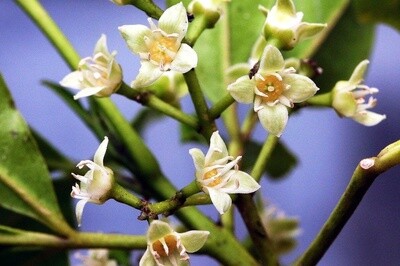 Wharangi, native citrus (Melicope ternata)