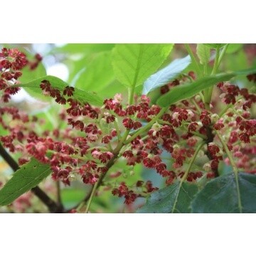 Wineberry (makomako)