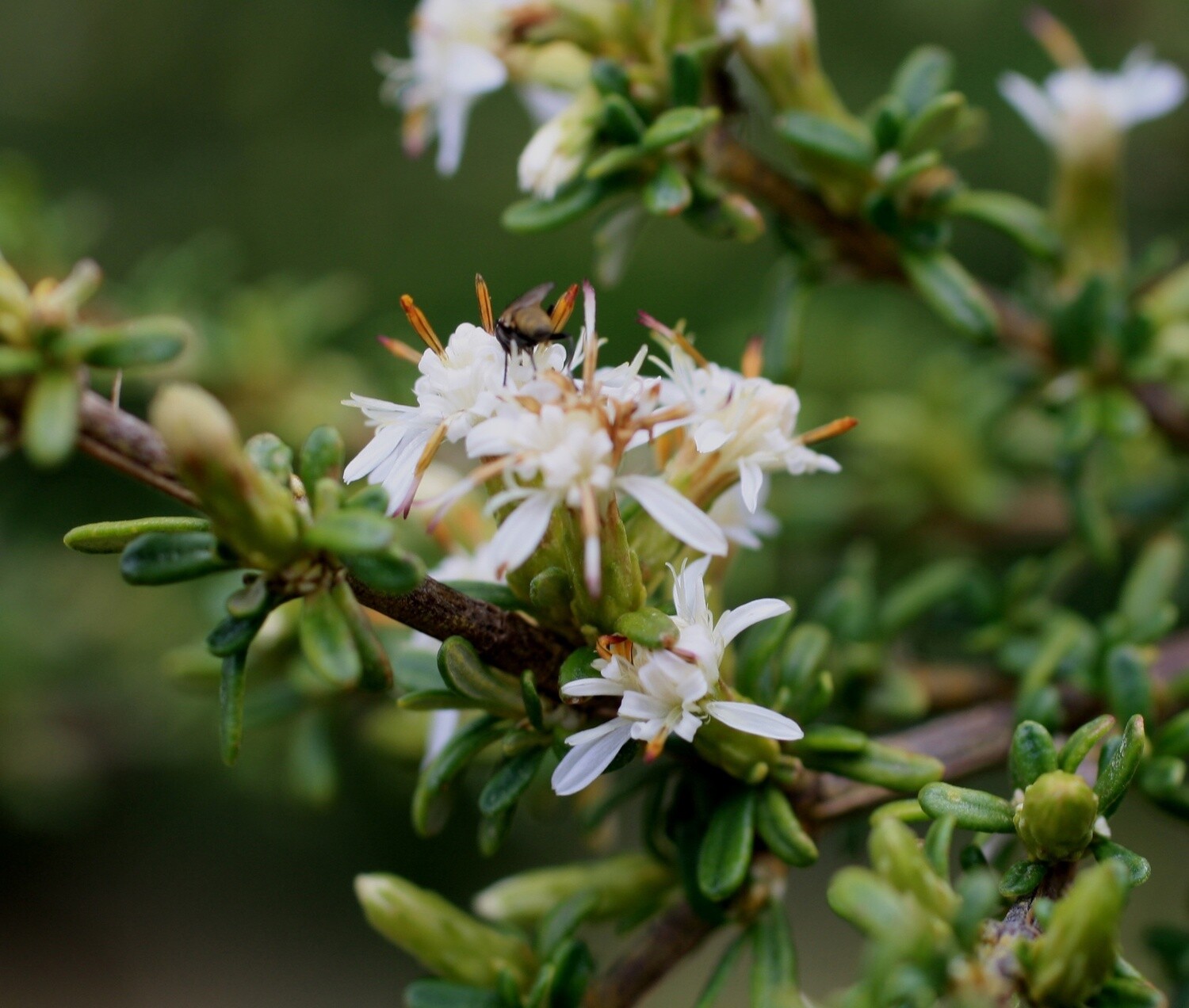 Olearia solandri &quot;Coastal Tree Daisy&quot;