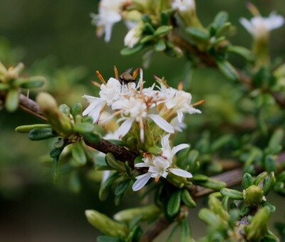 Olearia solandri &quot;Coastal Tree Daisy&quot;