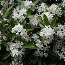 Lacebark (long leaved - Hoheria sexstylosa)