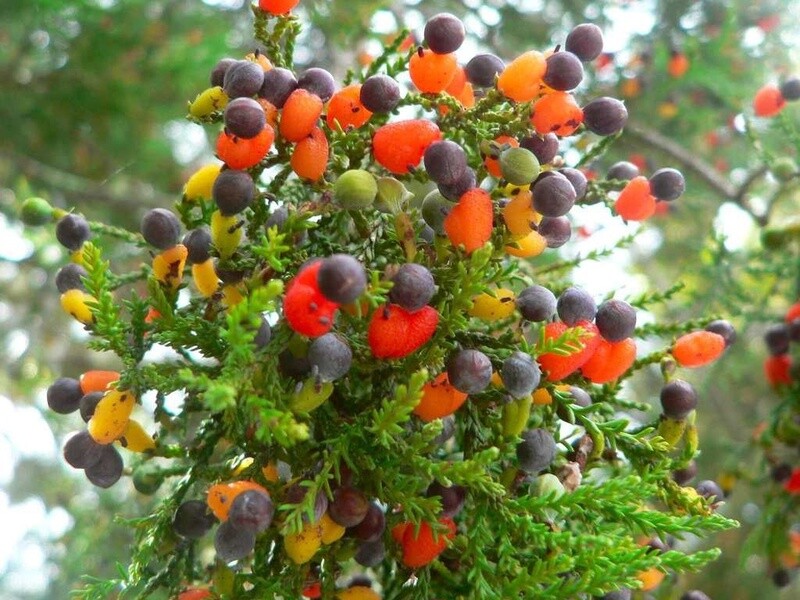 Kahikatea