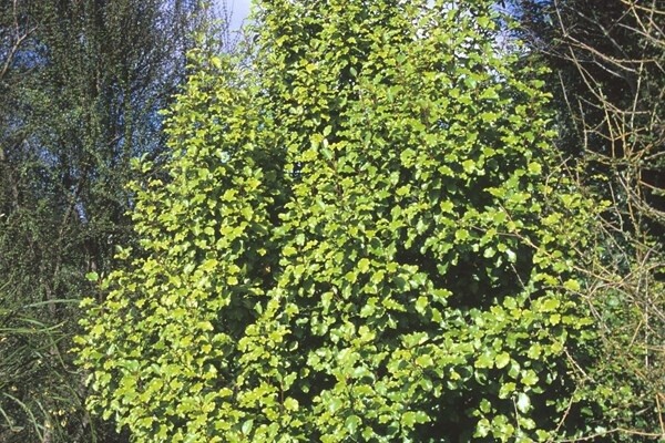 Olearia paniculata