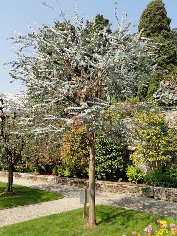 Eucalyptus pulverulenta