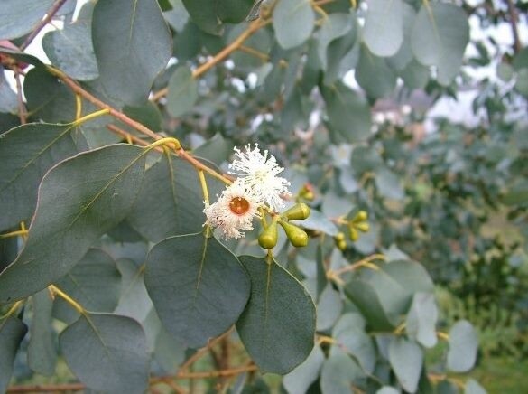 Eucalyptus gunnii (blue form)