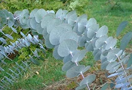Eucalyptus pulverulenta Baby Blue