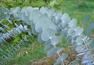 Eucalyptus pulverulenta Baby Blue