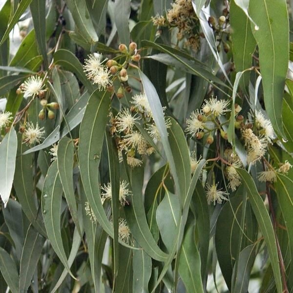 Corymbia maculata (Spotted Gum)