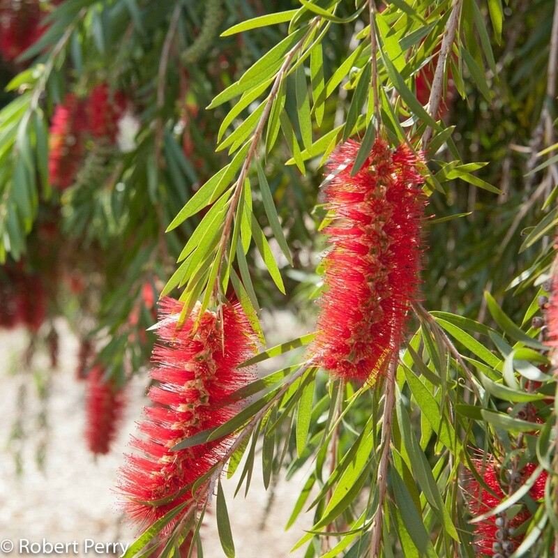 Callistemon Viminalis (Weeping Red Bottlebrush)