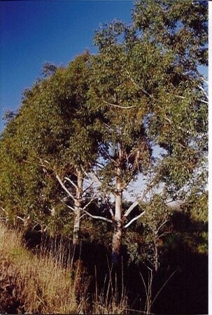 Eucalyptus viminalis