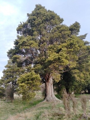 Totara (Podocarpus totara)