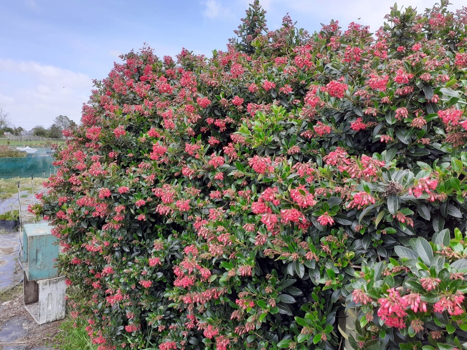 Escallonia
