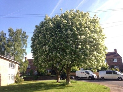 Flowering Ash (Manna Ash)