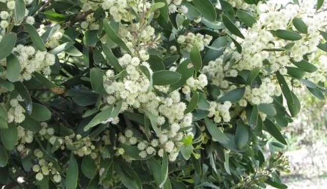 Tasmanian Blackwood (Acacia melanoxylon)