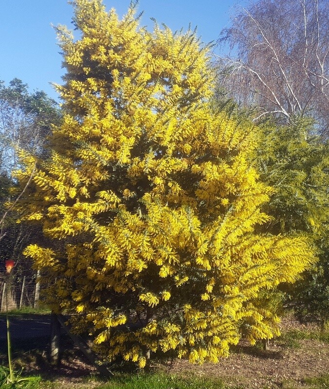Acacia baileyana (Golden Wattle)
