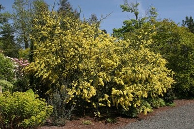 Alpine Wattle (A. pravissima)