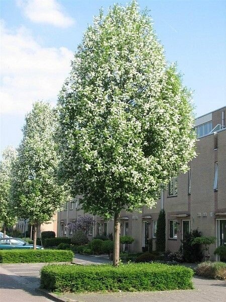 Cherry Flowering &quot;Bird Cherry&quot;