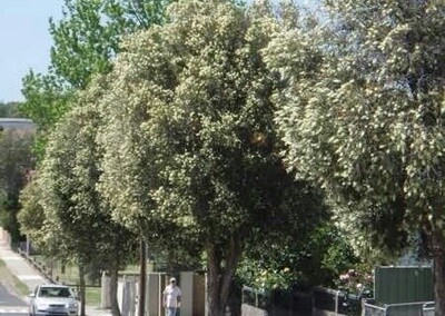 Callistemon salignus ( Willow Bottlebrush)