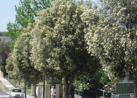 Callistemon salignus ( Willow Bottlebrush)