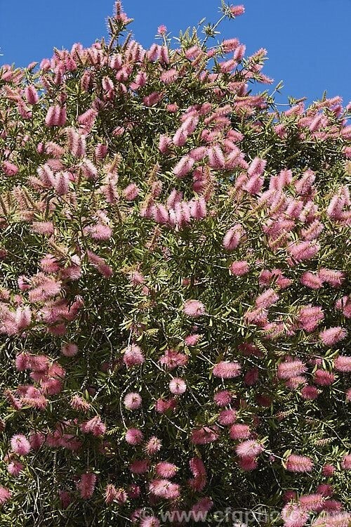 Callistemon John Mashlan