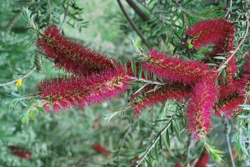 Callistemon Genoa Glory