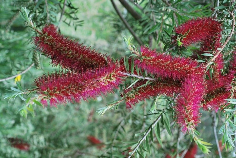 Callistemon Genoa Glory