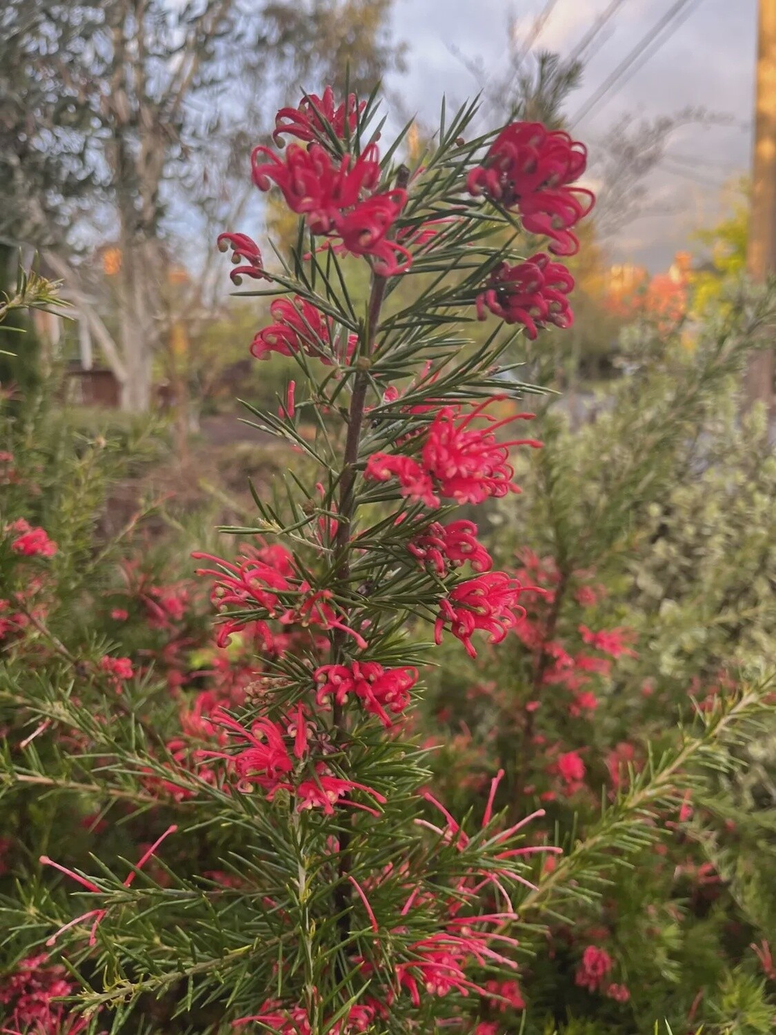 Grevillea Canberra Gem