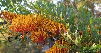 Grevillea robusta
