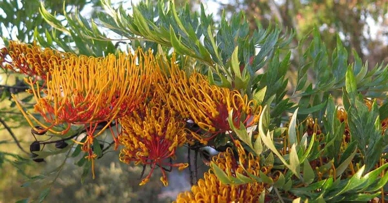 Grevillea robusta