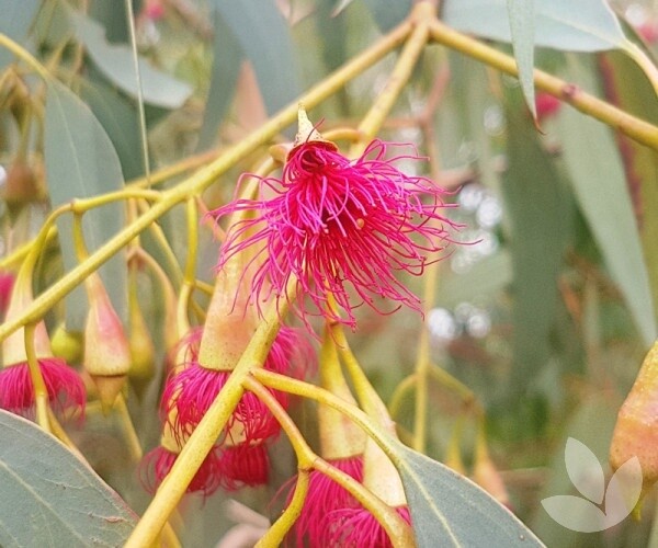 Eucalyptus leucoxylon