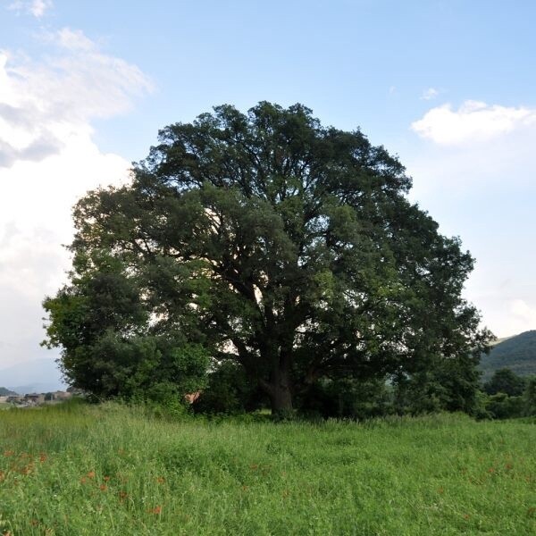 Oak Portuguese Oak Portuguese