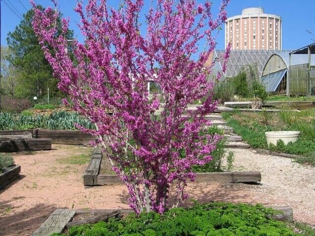Redbud (Cercis sp)
