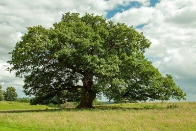 Oak English (Quercus Robur)