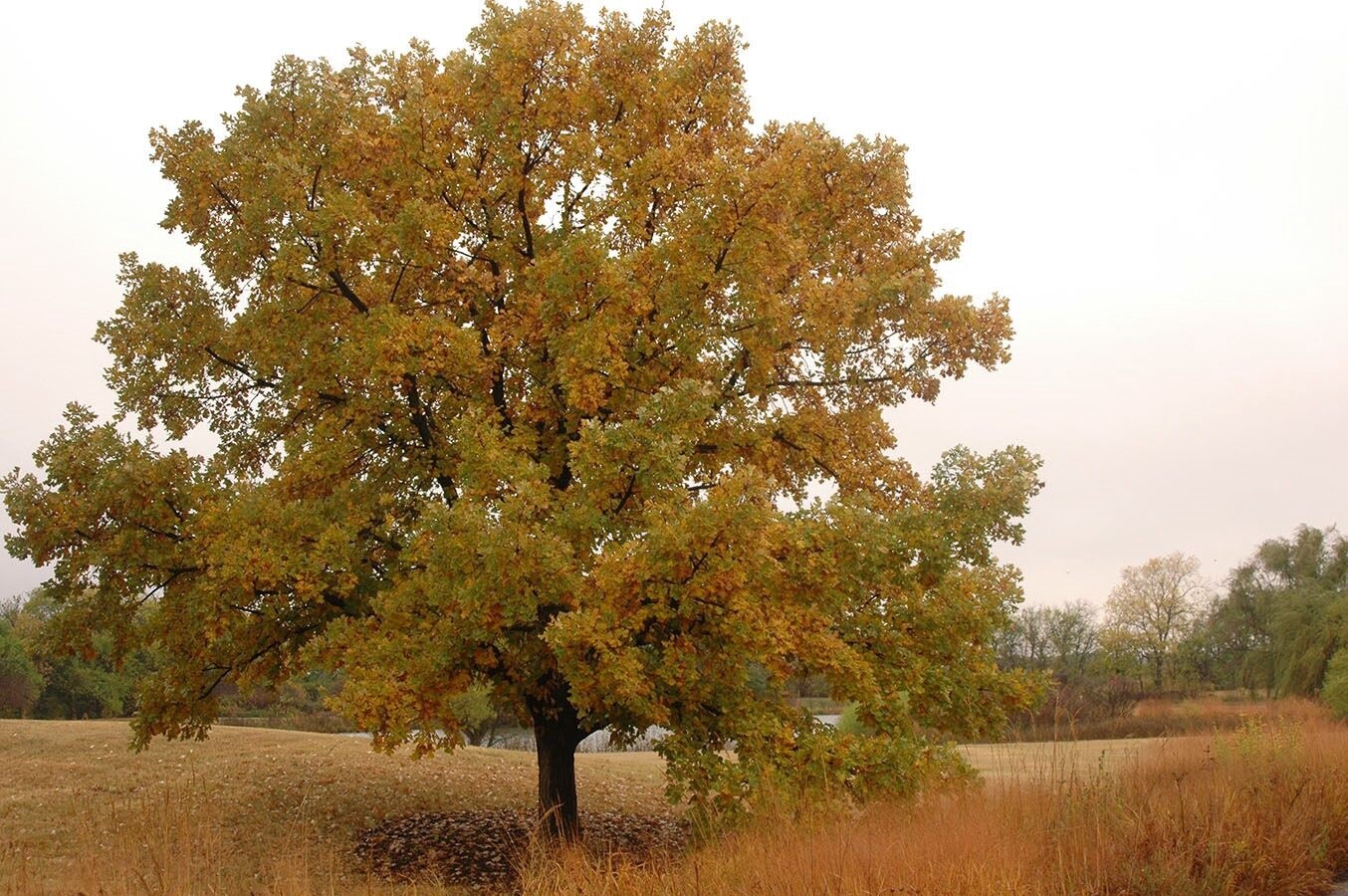 Oak Burr