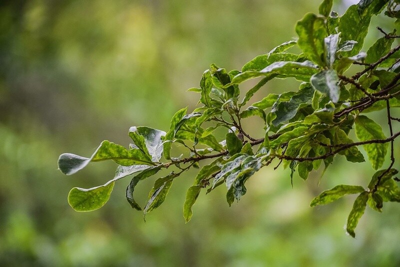 Oak Mexican