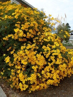 Mexican marigold