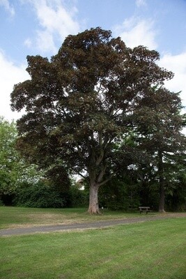Maple Purple sycamore (Acer pseudoplatanus &#39;Purpureum&#39;)