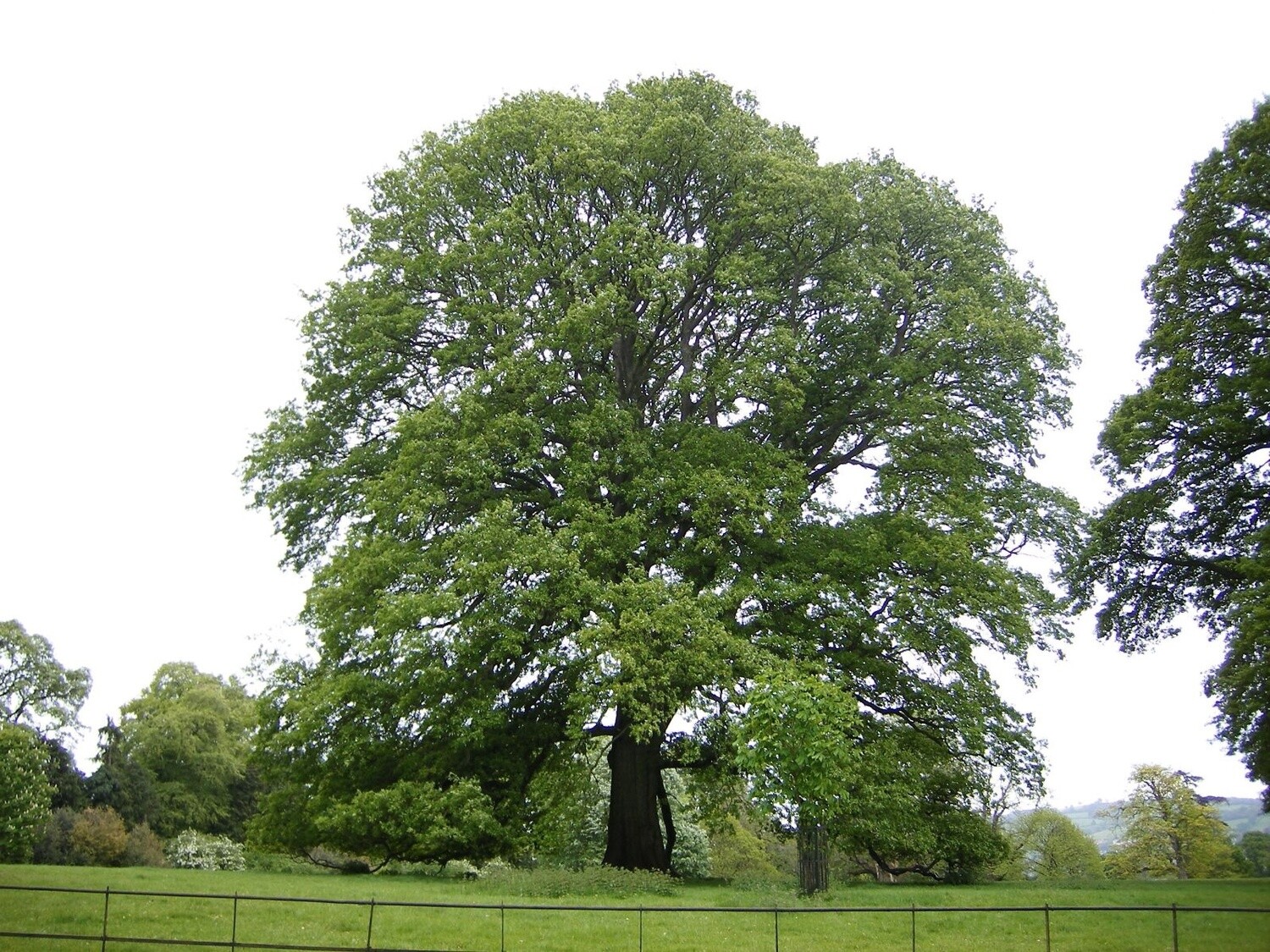 Oak Turkey (Quercus cerris)