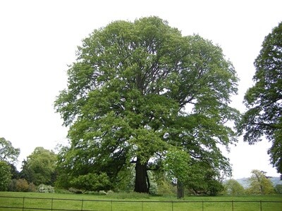 Oak Turkey