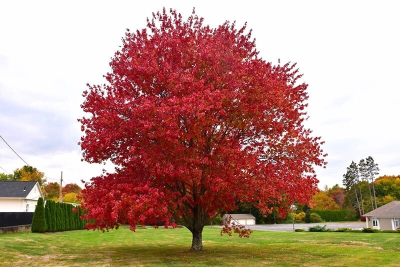 Maple Red