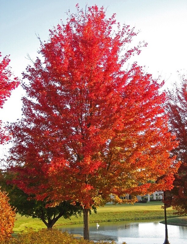 Maple Silver