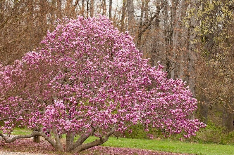 Magnolia campbellii