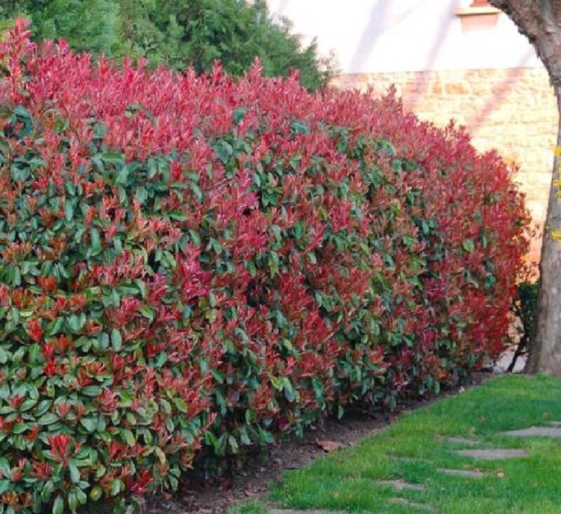 Photinia &#39;Red Robin&#39;
