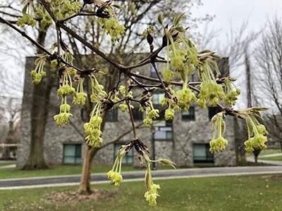Maple Three-Flowered