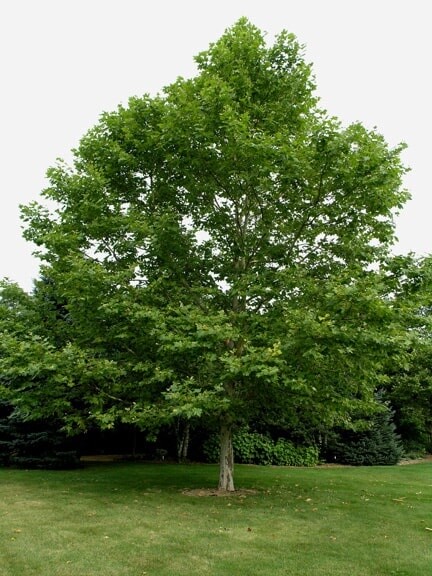 London Plane